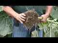 Cover Crops:  Sunflower & Compaction