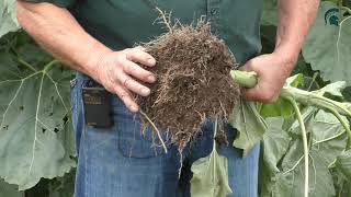 Cover Crops:  Sunflower \u0026 Compaction