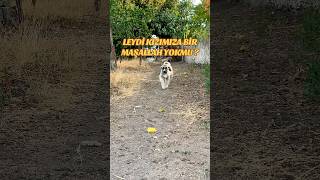 Leydi̇ Geleceğin Damızlığı Elli Ayaklı