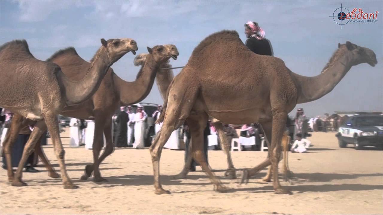 مزاين قبيلة العجمان 2015 