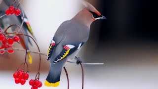 JASEUR BOREAL (Bombycilla garrulus) Oiseau