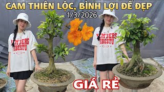 [1/3] Can Thiên Lộc, Bình Lợi Hàng Đôn Giá Rẻ Dễ Chơi ☎️0907411602 (Quý) | VƯỜN MAI HUỲNH GIAO