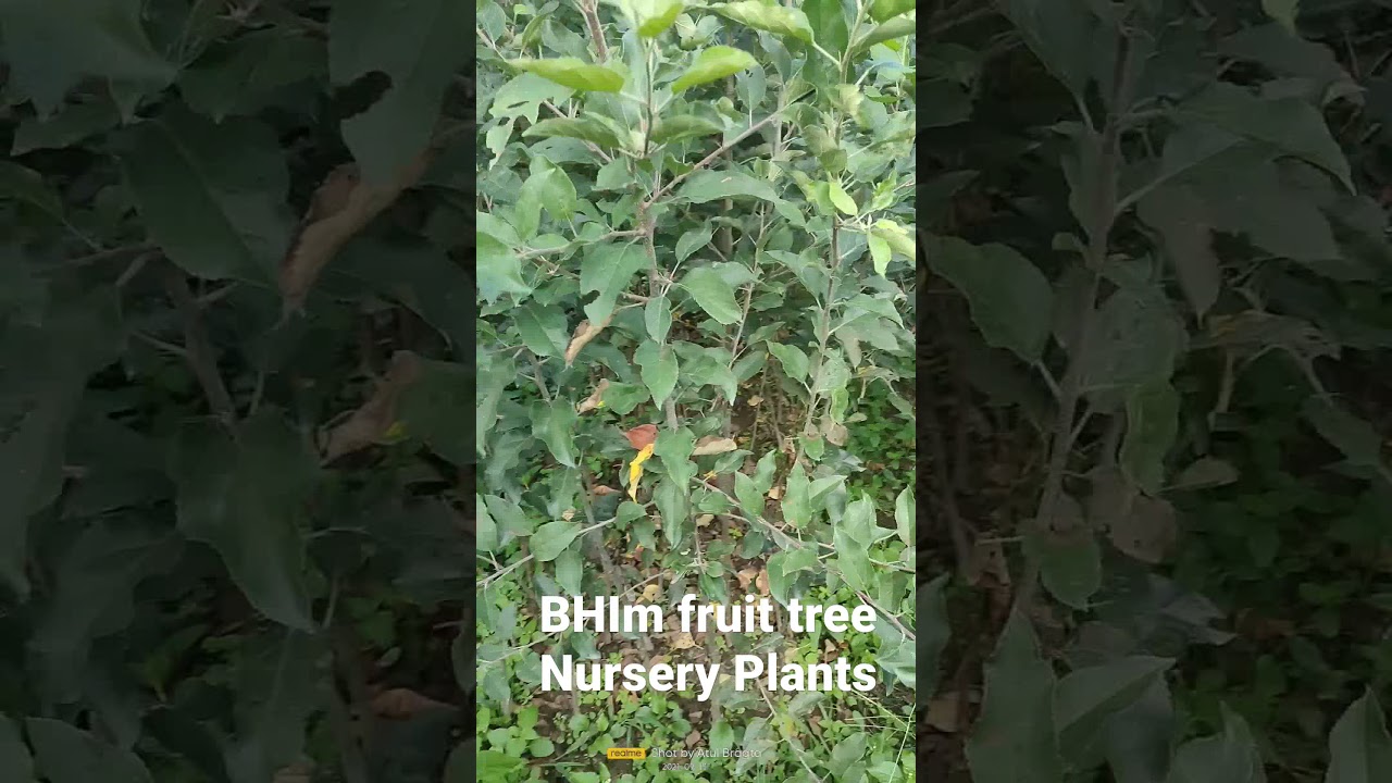 Apple Plants   please contact for All new virtys plants seedlings and Rootstock