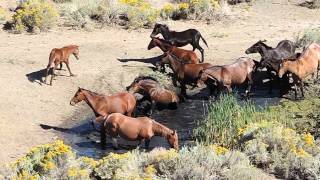 Wild Horses Playing at a spring