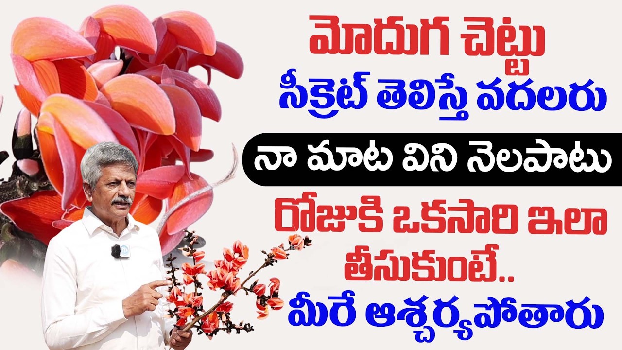 Dr Anjaneya Raju - Modhuga Chettu Health Benefits in Telugu | Morga Tree Uses | iDream Helath 360