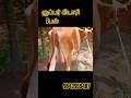 சூப்பர் கிடாரி 14,15லிட்டர் கறவை திறன் கொண்ட ஜெர்சி தல ஈத்து கிடாரி விற்பனைக்கு வந்துள்ளது #jersey