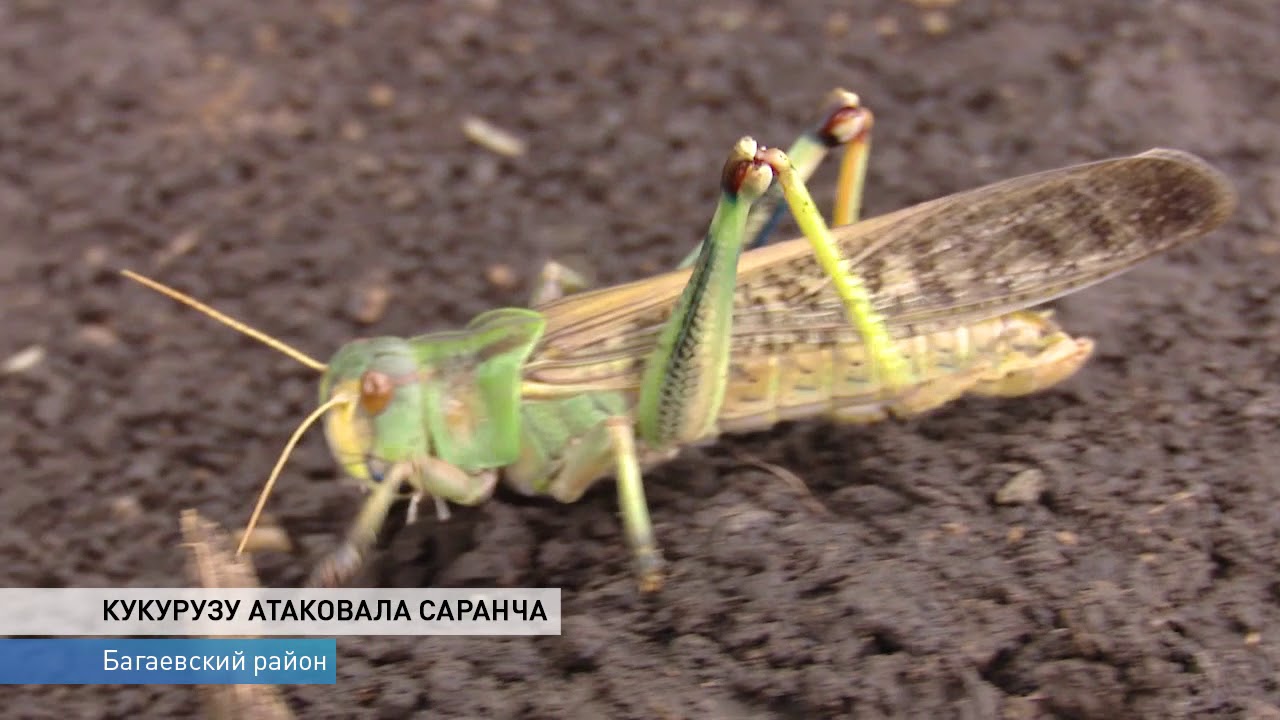 Борьба с саранчей: как истребляют вредителя - YouTube