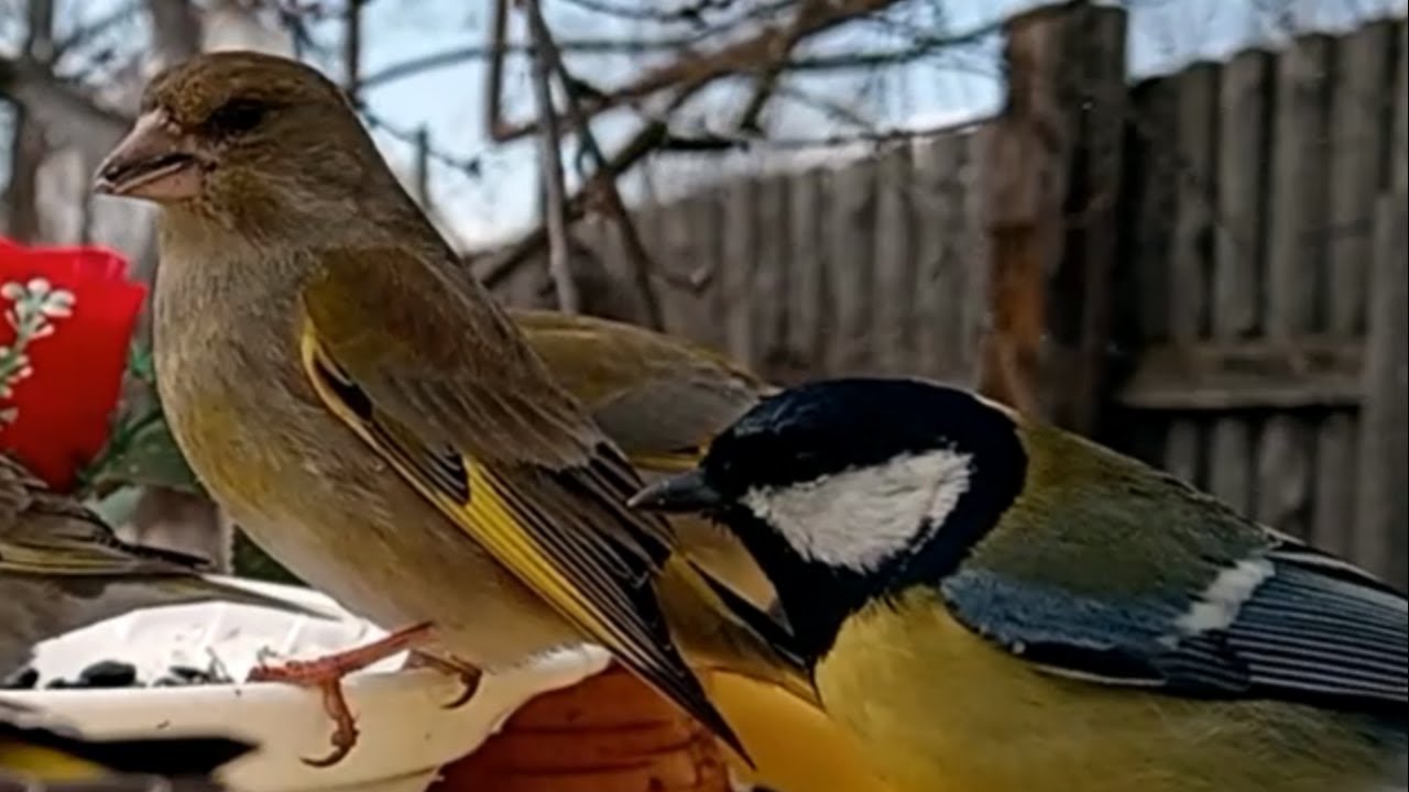 Птицы на кормушке (09.04.2025)