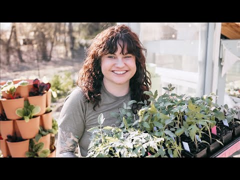 וִידֵאוֹ: Hardening Off Plants: How To Move A Plant House Out