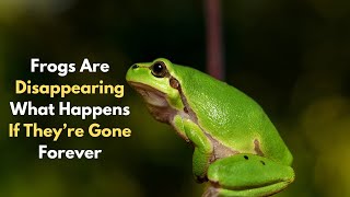 Imagine a World Without Frogs... What Would It Reveal About Us?"