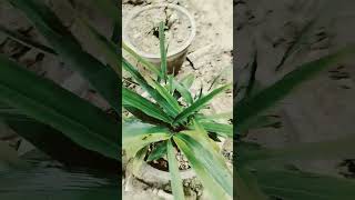 elaichi plant ☘️#youtube #plants