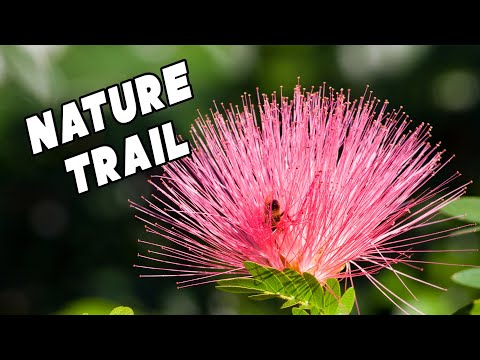 MEAD BOTANICAL GARDEN in WINTER PARK FLORIDA