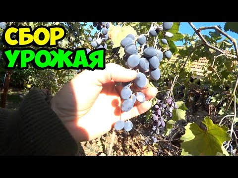 September 28, 2025 Grape harvest || A new batch of semi-sweet must has been placed into fermentation
