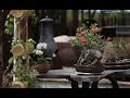 Flower For Pots Sale Shallow