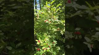 A quick walk out in nature