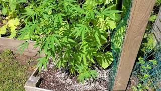 Tour of my outside girls.