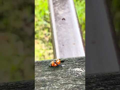 Ladybirds mating how adorable 🐞🐞