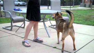 Adoption Tails Meet Rufus