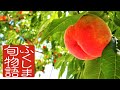 ふくしま旬物語　ふくしまのもも　～ももに選ばれた産地～【Eng Sub】