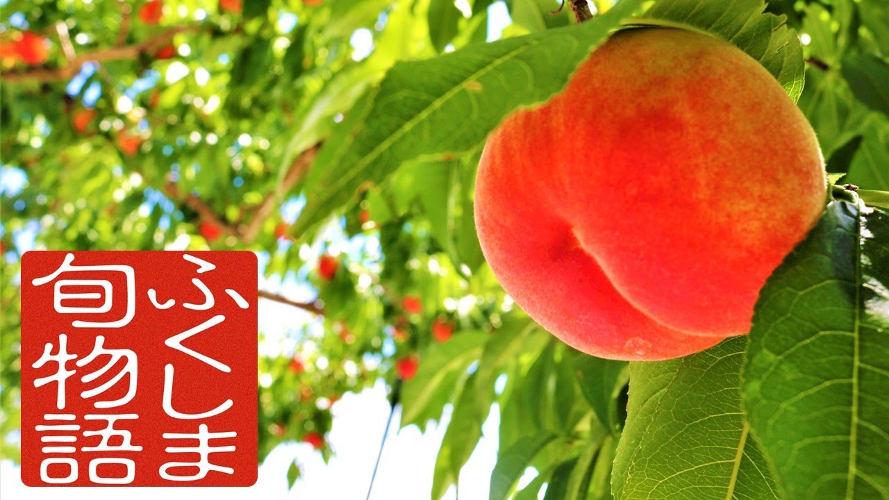 ふくしま旬物語　ふくしまのもも　～ももに選ばれた産地～【Eng Sub】
