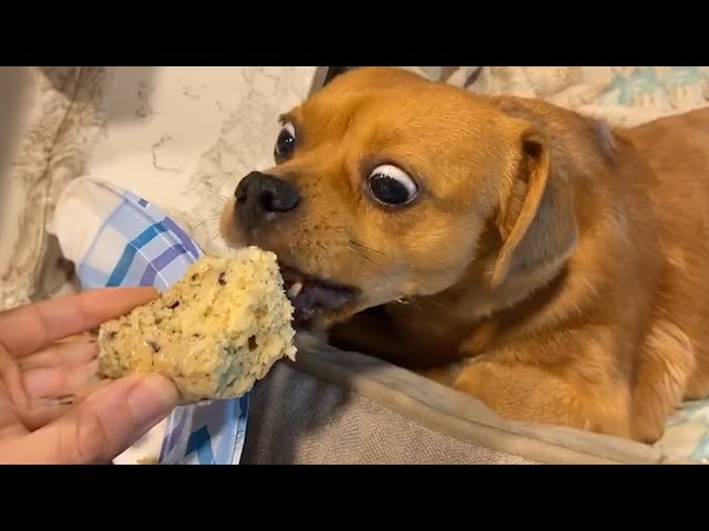 Dog Can't Contain His Excitement When He Sees Food🐶😲 - YouTube