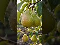 गमले में नाशपाती का पौधा कैसे उगाएं? | How to Grow Pear Plant at Home in Hindi 🍐