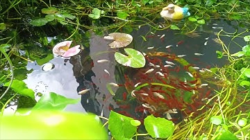 NGẮM CÂY HOA SÚNG VAR ARC-EN-CIEL, CÂY RAU MÁ ĐỒNG TIỀN, CỎ BỐN LÁ THỦY SINH TRONG HỒ CÁ CẢNH