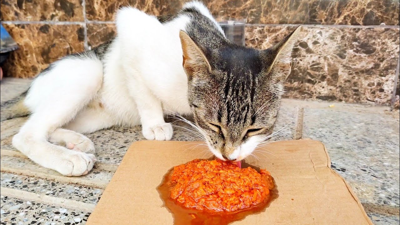Feeding homeless hungry cat very tired , stray cat eat deliciously