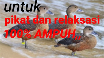 JAMINAN 100% ampuh,suara pikat burung BELIBIS,langsung terhipnotis
