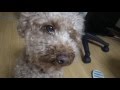 トイプードルに犬の鳴き声聞かせてみた!