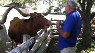 Dan Feeding Apples To Cows