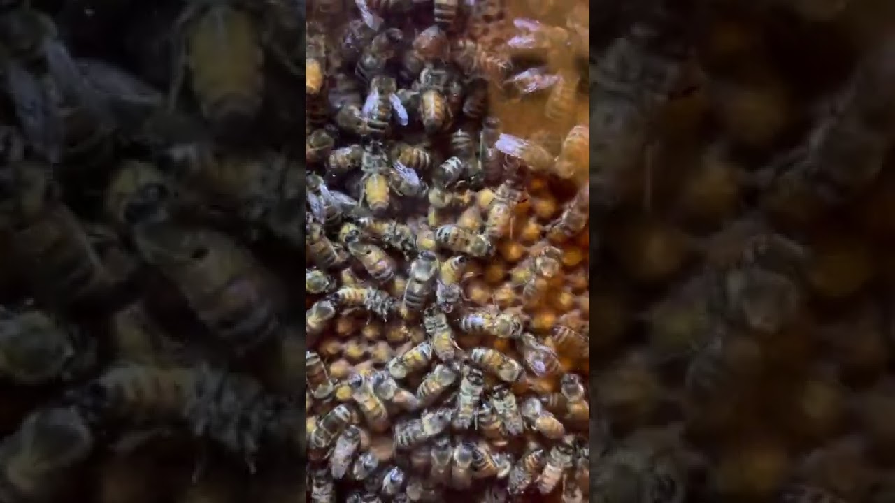 Capped Drone brood verses worker brood