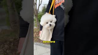 This threedimensional duck bag is so cute!  , Cute pets, recommended puppy bags, Bichon Frize, tr