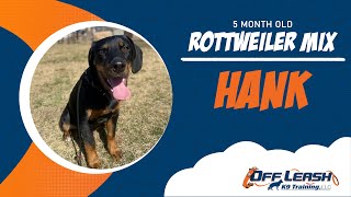 St. Louis Dog Trainers - 5 Month Old Rottweiler Beagle Mix (1 Week)