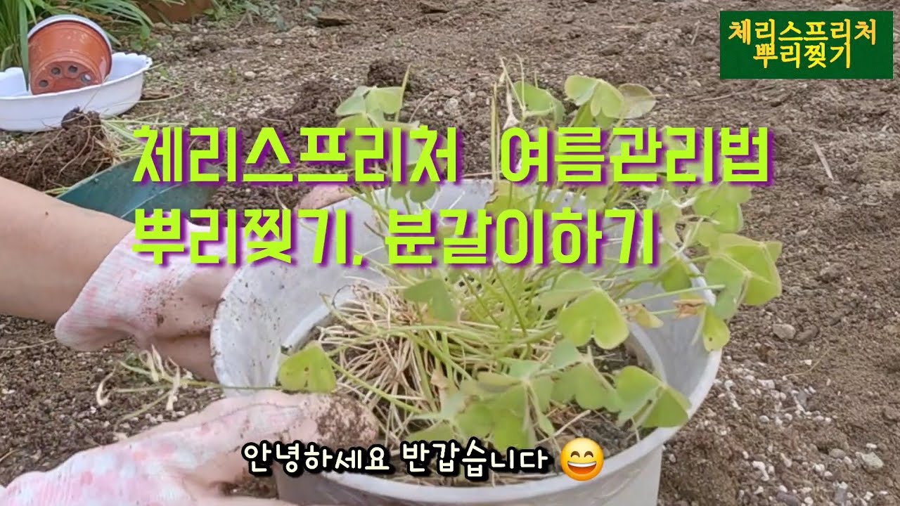체리스프리처(사계사랑초)관리법 # 뿌리찢기#번식하기#분갈이영상