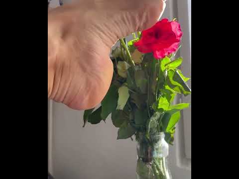 #asmr #shorts #barefoot #toes #sole #foot #rose