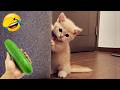 You Laugh You Lose 🥰😍 Funniest Cats and Dogs Videos 2026 😺🐶 Part 27