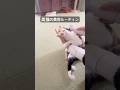 美猫の美容ルーティン♡ #三毛猫 #ハンデキャップはチャームポイント