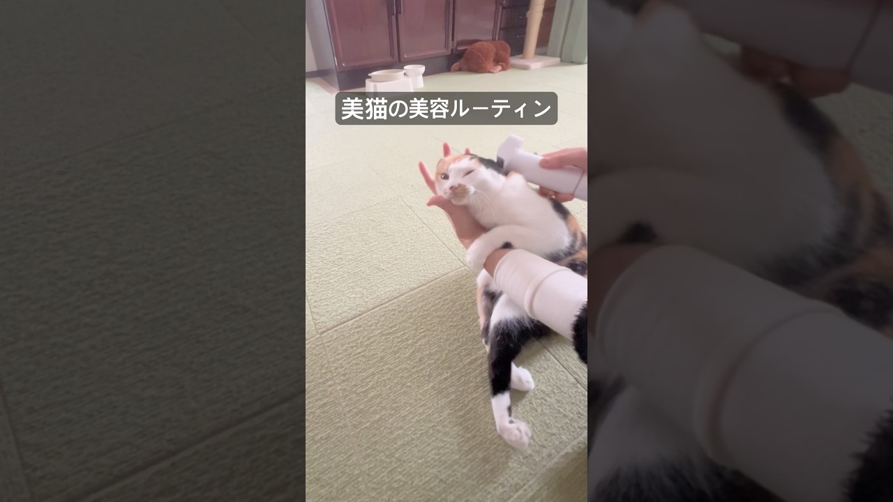 美猫の美容ルーティン♡ #三毛猫 #ハンデキャップはチャームポイント