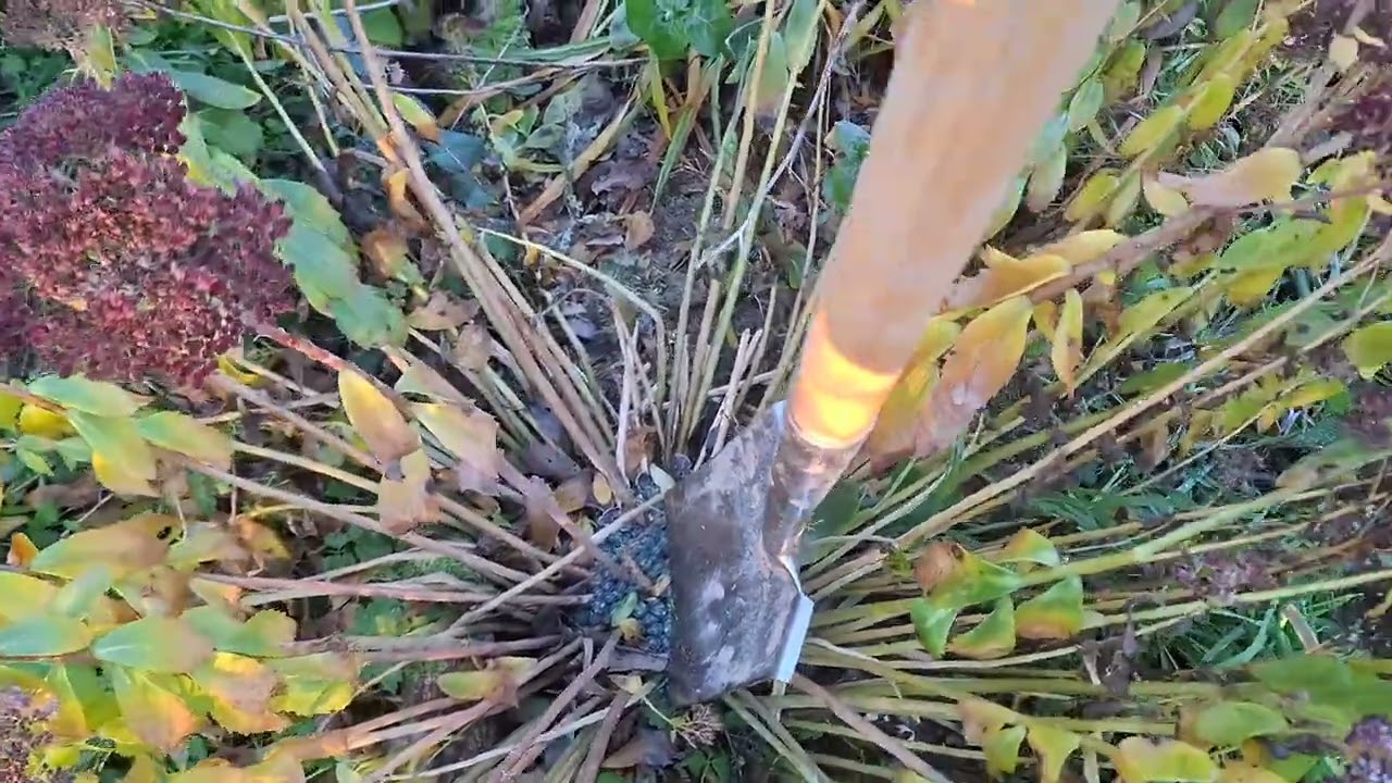 Nicht nur die Bienen aber die Natur ist uns  Imker auch sehr wichtig.  