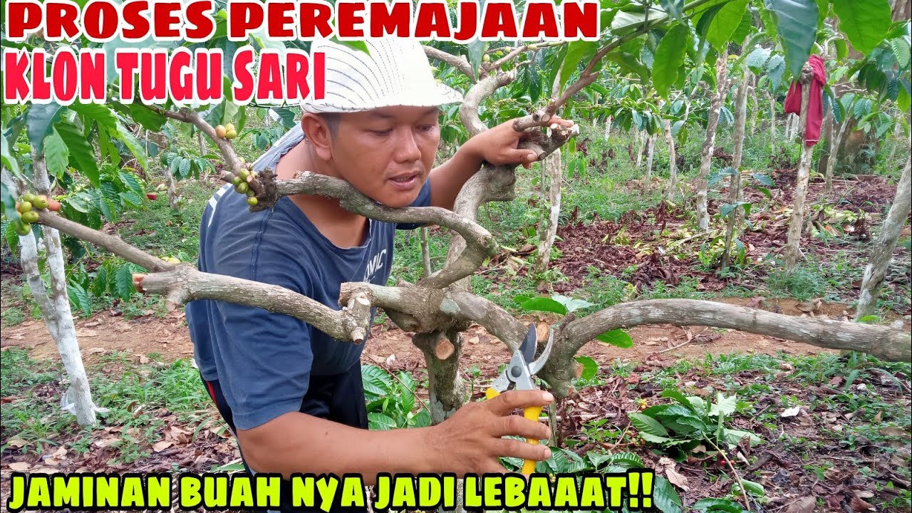 Cara pembudidayaan kopi agar berbuah lebat!! Pemangkasan kopi tugu sari