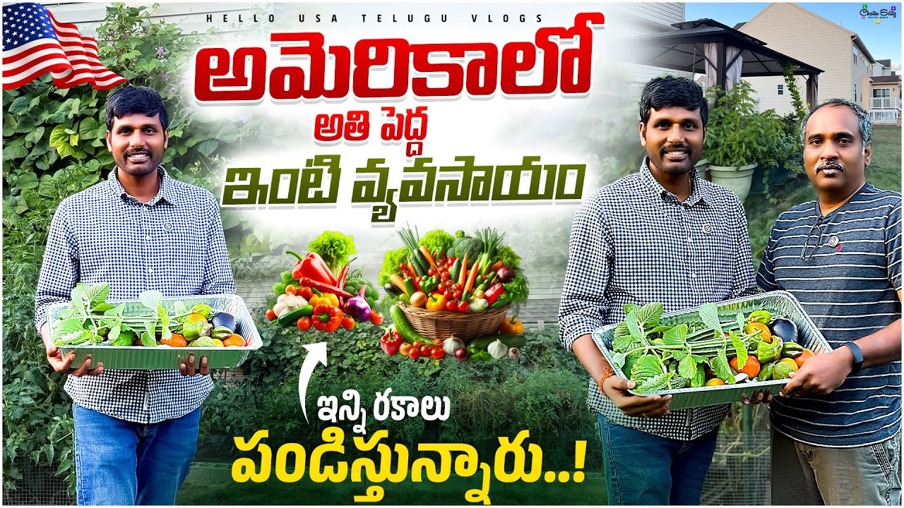అమెరికాలో అతి పెద్ద ఇంటి వ్యవసాయం|| Garden Vlogs Telugu USA|| Hello USA Telugu Vlogs