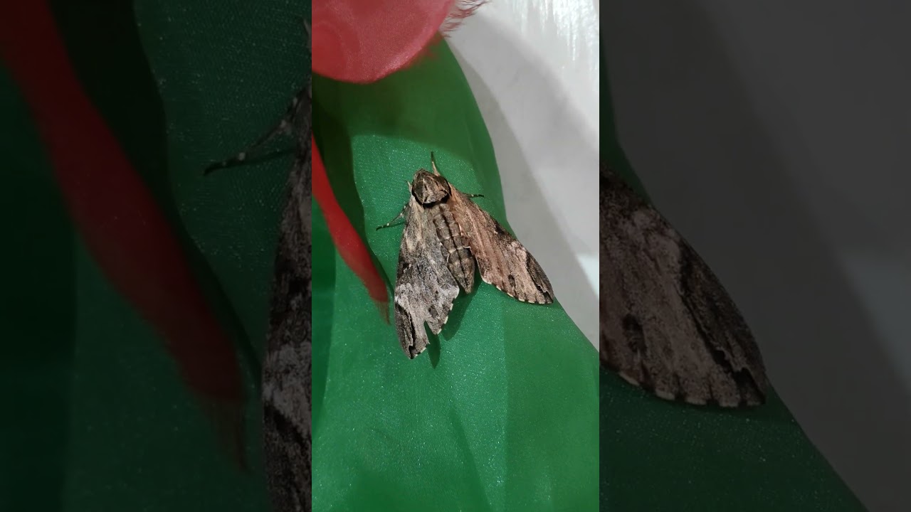 Privet Hawk Moth (Psilogramma menephron)