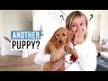 SURPRISING my mom with another PUPPY | Bailey's new sister | The  LeRoys