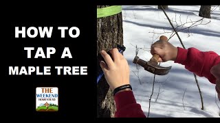 How to Tap a Maple Tree to make Syrup! (Pt 1)