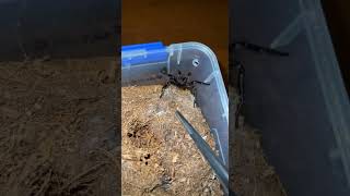 One Of My Funnel Web Spiders Just Moulted Into A Mature Male