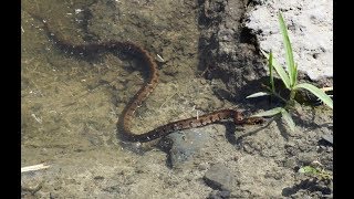 Grass snake - Natrix natrix cypriaca - Νερόφιδο - Endemic subspecies of Cyprus Grass snake - Natrix natrix cypriaca - Νερόφιδο - Endemic subspecies of Cyprus