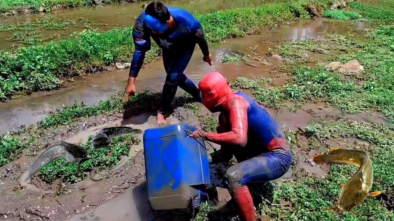 Amazing Spider-man Catching Catfish | Hand Fishing (traditional technique) 2022