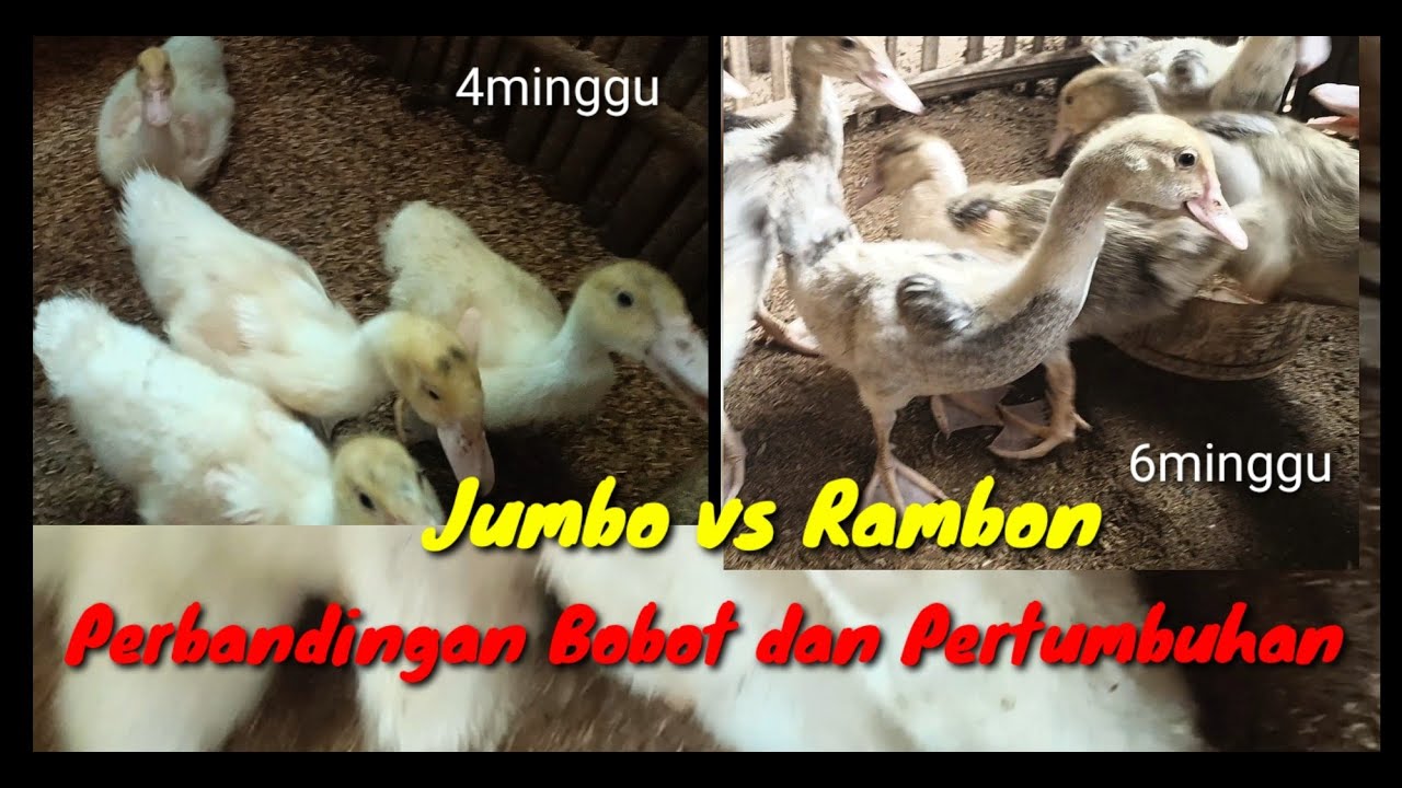 Entok Jumbo Vs Entok Rambon,Bobot dan pertumbuham #entoklokal # ...