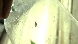 Edisi Siasat Mandarin